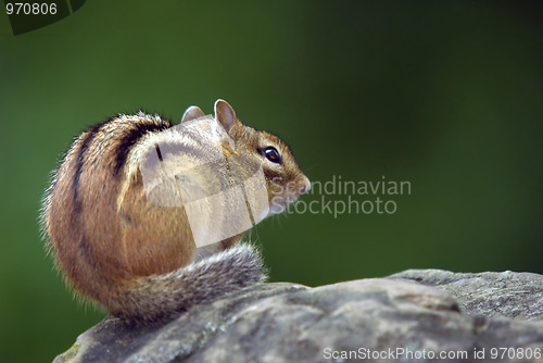 Image of Eastern Chipmunk