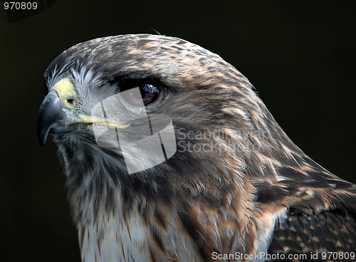 Image of Red tailed hawk