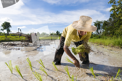 Image of asian rice farmer
