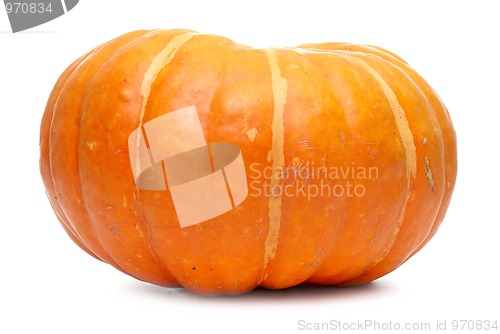 Image of Single fresh pumpkin