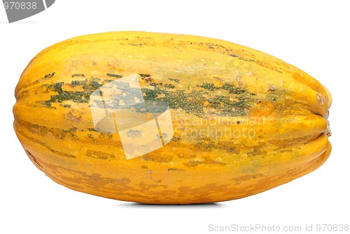 Image of Single fresh pumpkin