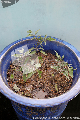 Image of Tomato plants