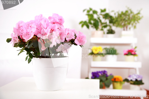 Image of Flowers in interior