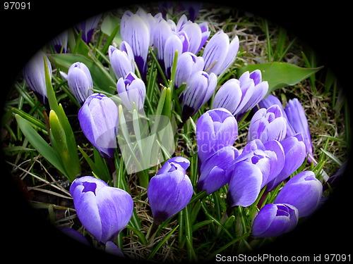 Image of Crocus with black vignet