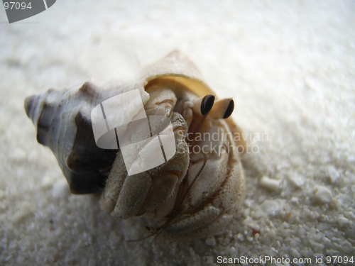 Image of hermit crab ashore