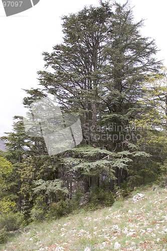 Image of Lebanese Cedars
