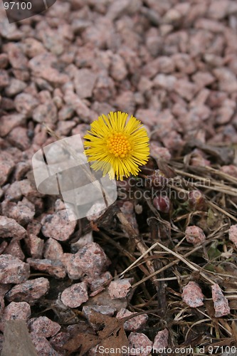 Image of Tussilago farfara