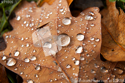 Image of Leaf