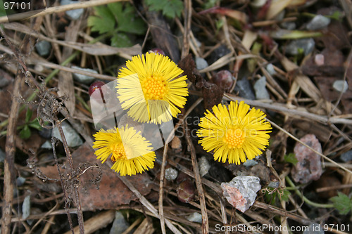 Image of Tussilago farfara