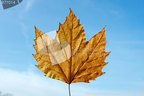 Image of Leaf