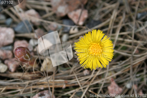 Image of Tussilago farfara