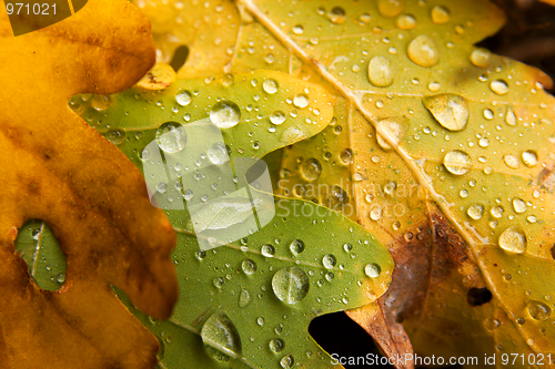 Image of Leaves