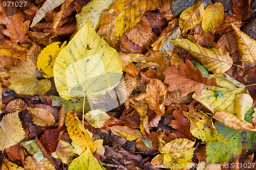 Image of Leaves