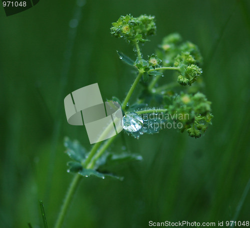 Image of Rain drop