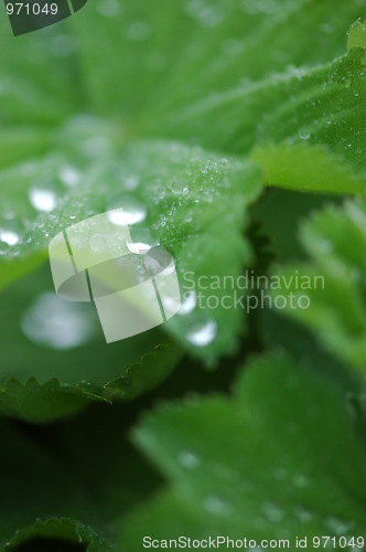 Image of Rain drops