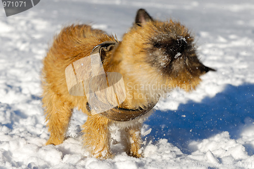 Image of Shaking dog