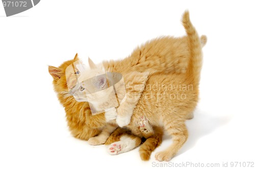 Image of Fighting kittens