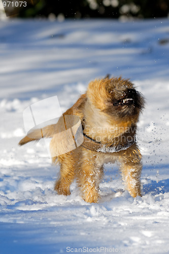 Image of Shaking dog