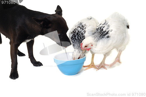 Image of Puppy dog and chicken eating