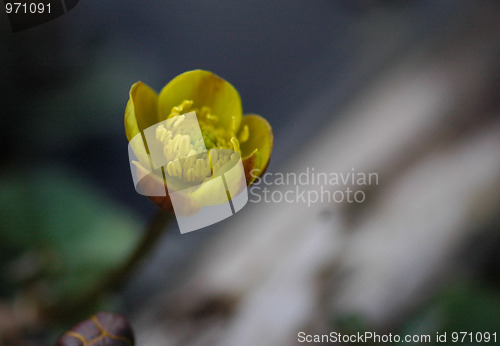 Image of Yellow flower