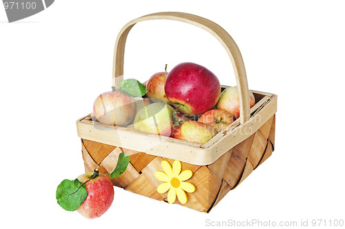 Image of Wattled basket full of ripe apples