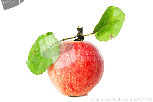 Image of Beautiful ripe apples