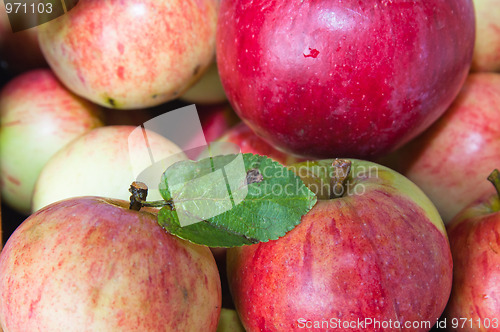 Image of Beautiful ripe apples, background