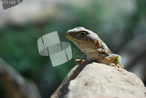 Image of Lizard