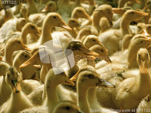 Image of A lot of ducklings