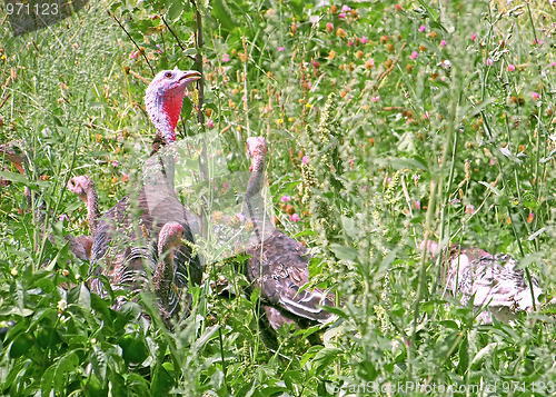 Image of Family turkeys