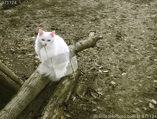 Image of White cat sitting