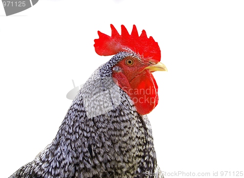 Image of Rooster isolated