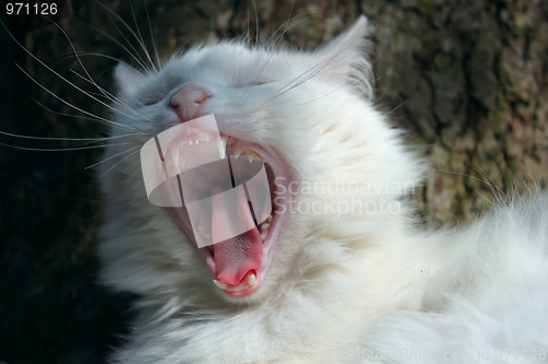 Image of White cat yawns