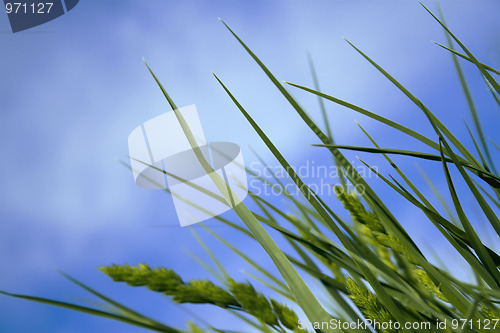 Image of Green grass