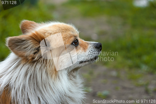 Image of Dog outdoors