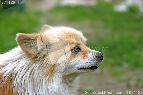 Image of Dog outdoors (II)