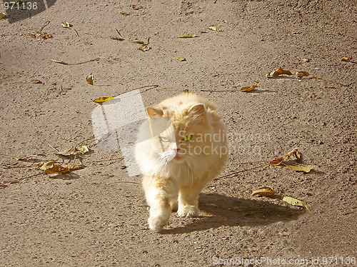 Image of City cat