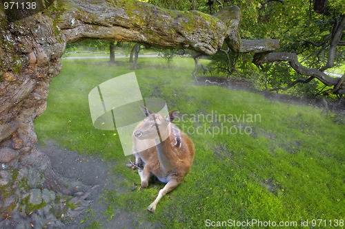 Image of Roe Deer 