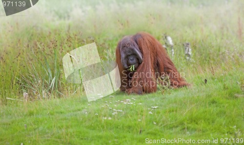 Image of Orangutan