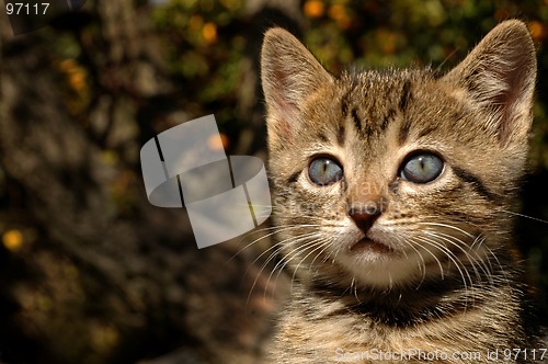 Image of Pensive Kitty