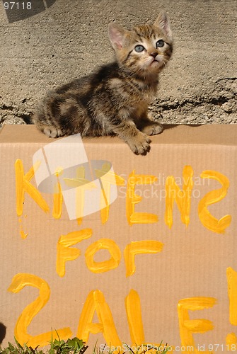 Image of Kittens for Sale