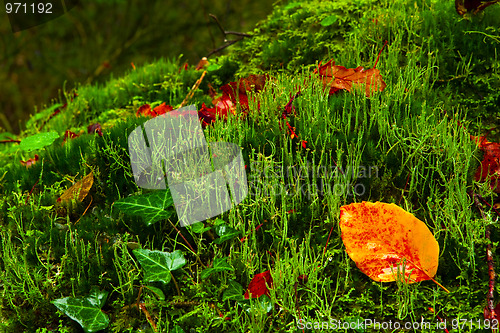 Image of Leafs