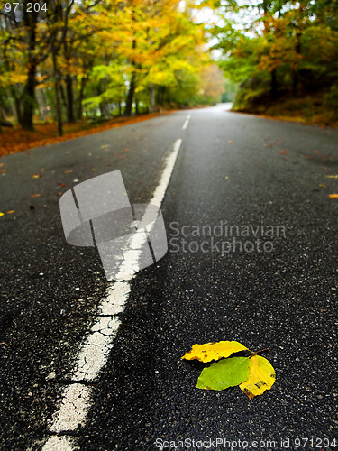 Image of Leafs on the road