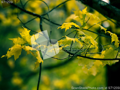 Image of Autumn leafs