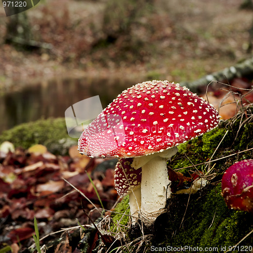 Image of  Amanita poisonous mushroom