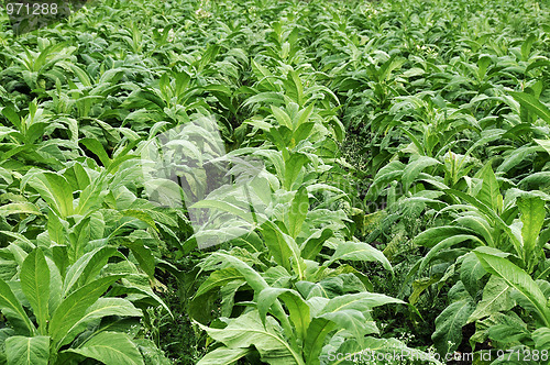 Image of Tobacco farming