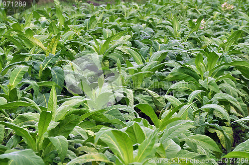 Image of Tobacco farming