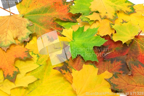 Image of Autumn leaves