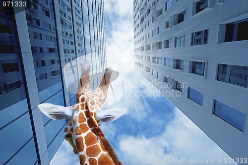 Image of Giraffe in the city