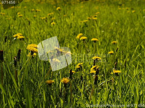 Image of Dandelion close-up